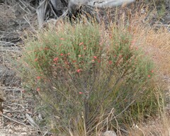 Prostanthera serpyllifolia