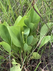 Rudbeckia texana