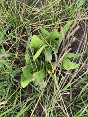 Rudbeckia texana