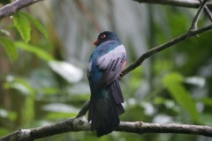 Trogon massena