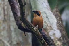 Baryphthengus martii