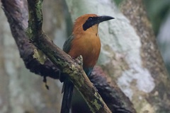 Baryphthengus martii