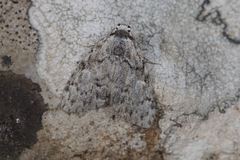 Meganola strigula