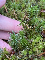 Polytrichum