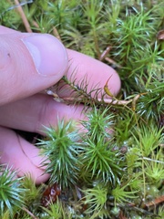 Polytrichum