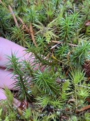 Polytrichum