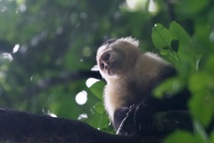 Cebus capucinus