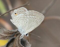 Euchrysops malathana