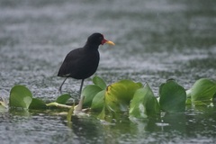 Jacana jacana hypomelaena