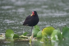 Jacana jacana hypomelaena
