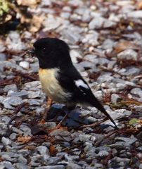 Petroica macrocephala macrocephala