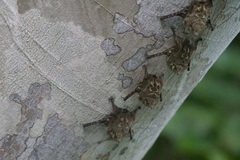 Rhynchonycteris naso