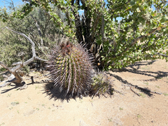 Ferocactus