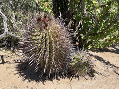 Ferocactus