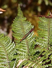 Xanthocnemis zealandica