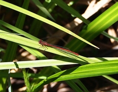 Xanthocnemis zealandica