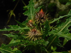 Cirsium ehrenbergii
