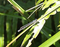 Austrolestes colensonis