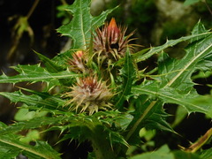 Cirsium ehrenbergii