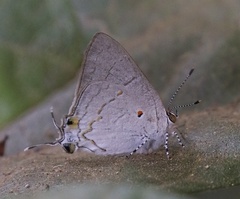 Hypolycaena philippus