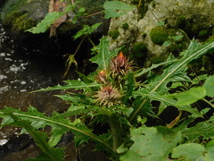 Cirsium ehrenbergii