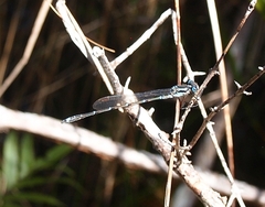 Austrolestes colensonis