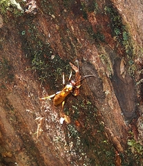 Degithina