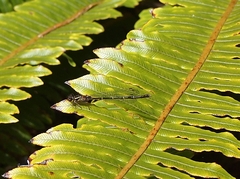 Xanthocnemis zealandica