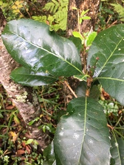 Elaeodendron croceum
