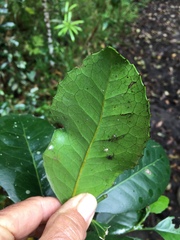 Elaeodendron croceum