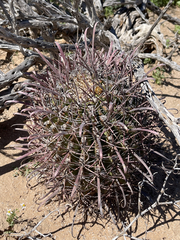 Ferocactus