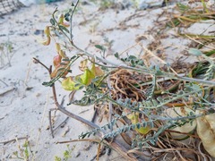 Lessertia frutescens