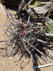 Ferocactus peninsulae