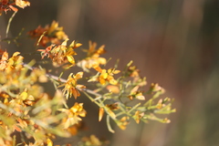 Jacksonia ramosissima