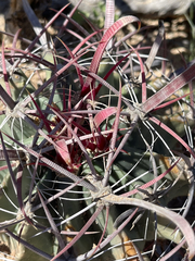 Ferocactus peninsulae