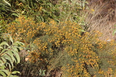 Jacksonia ramosissima