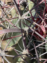 Ferocactus peninsulae