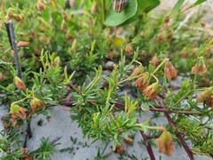 Hermannia pinnata