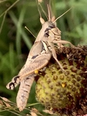 Melanoplus plebejus