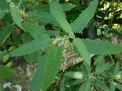 Urtica ferox