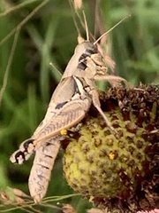 Melanoplus plebejus