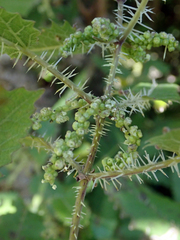 Urtica ferox
