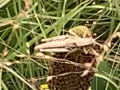 Melanoplus plebejus