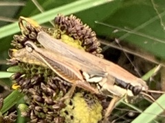 Melanoplus plebejus