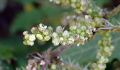 Urtica ferox