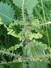Urtica ferox