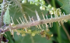 Urtica ferox