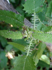 Urtica ferox