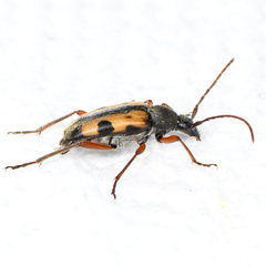 Judolia scapularis