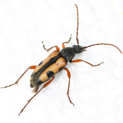 Judolia scapularis